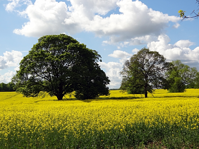 Countryside near Brodsworth