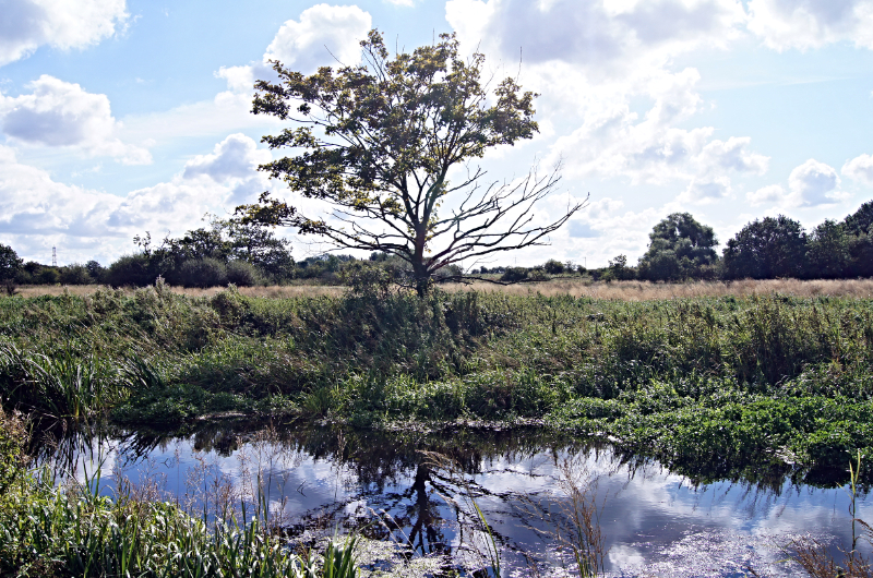 Pocklington Canal