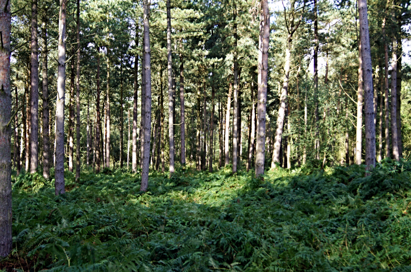 Bracepits Wood