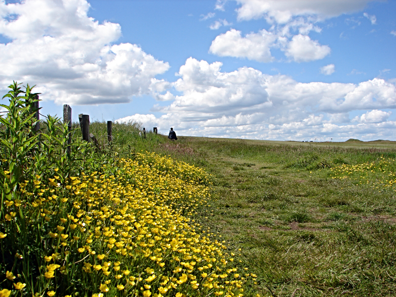 Colourful coastal path bak to Craster