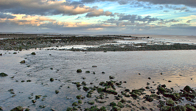 Cowp Scar Mussel Bed