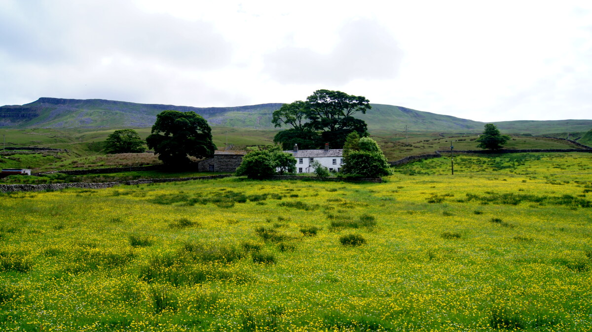 Buttercup meadow in Mallerstang