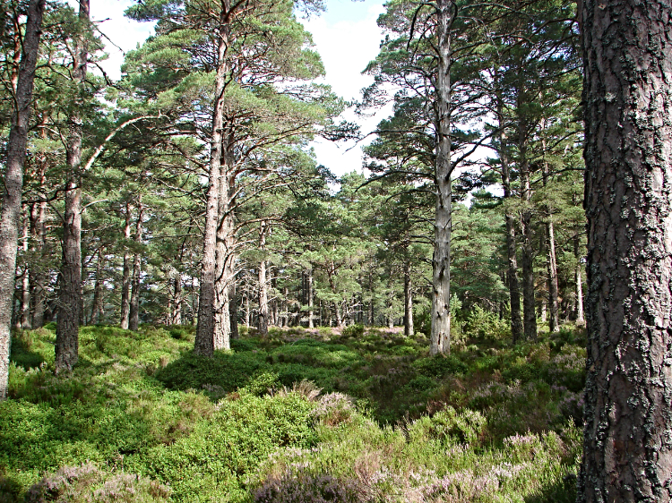 Rothiemurchus Forest