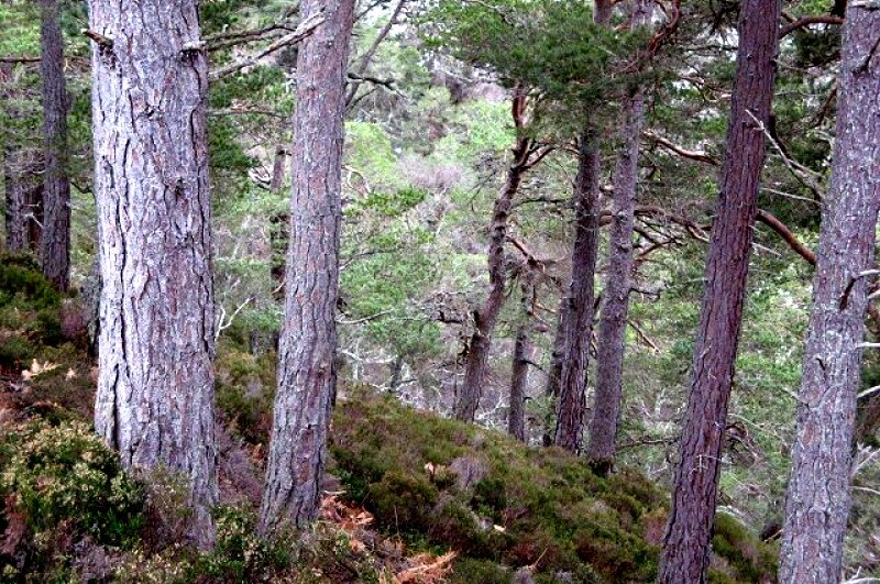 The forest north of Aberfoyle