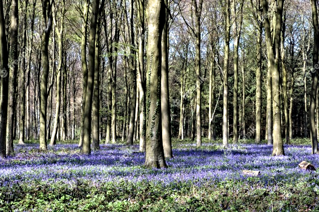 Bluebells in Wepham Wood