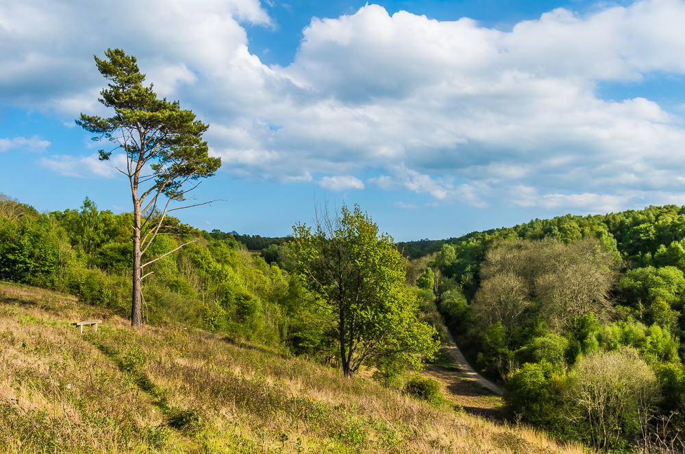 Chalk downland of Headley Heath