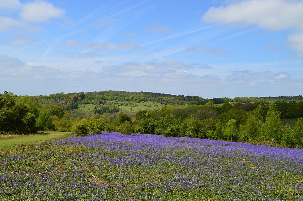 Bluebell carpet on Headley Heath