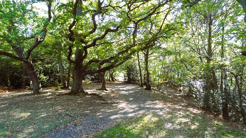 Woodland on Croham Hurst