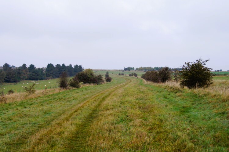 Compton Downs on the Ridgeway