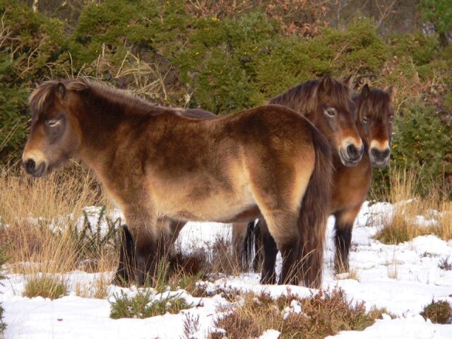 Exmoor Ponies