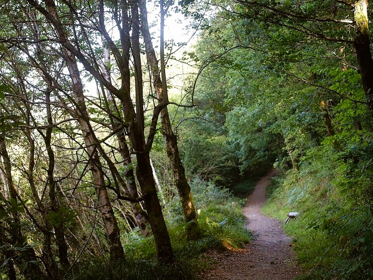 The path through Kilminorth Wood