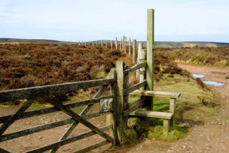On the Quantock Ridgeway