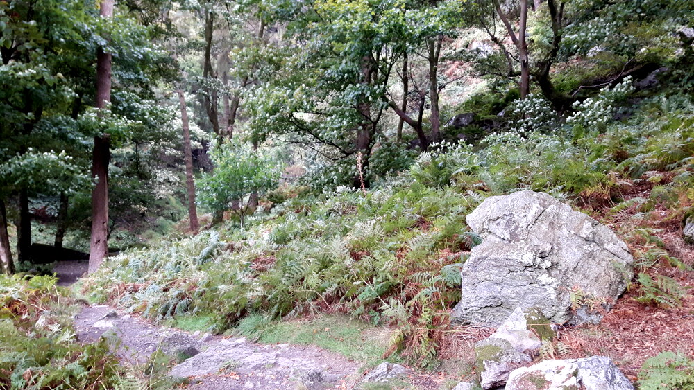 Woodland path leading from Pistyll Rhaeadr