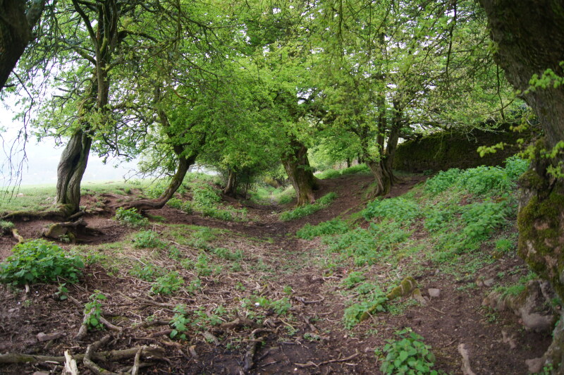 Path through Pontypool Park