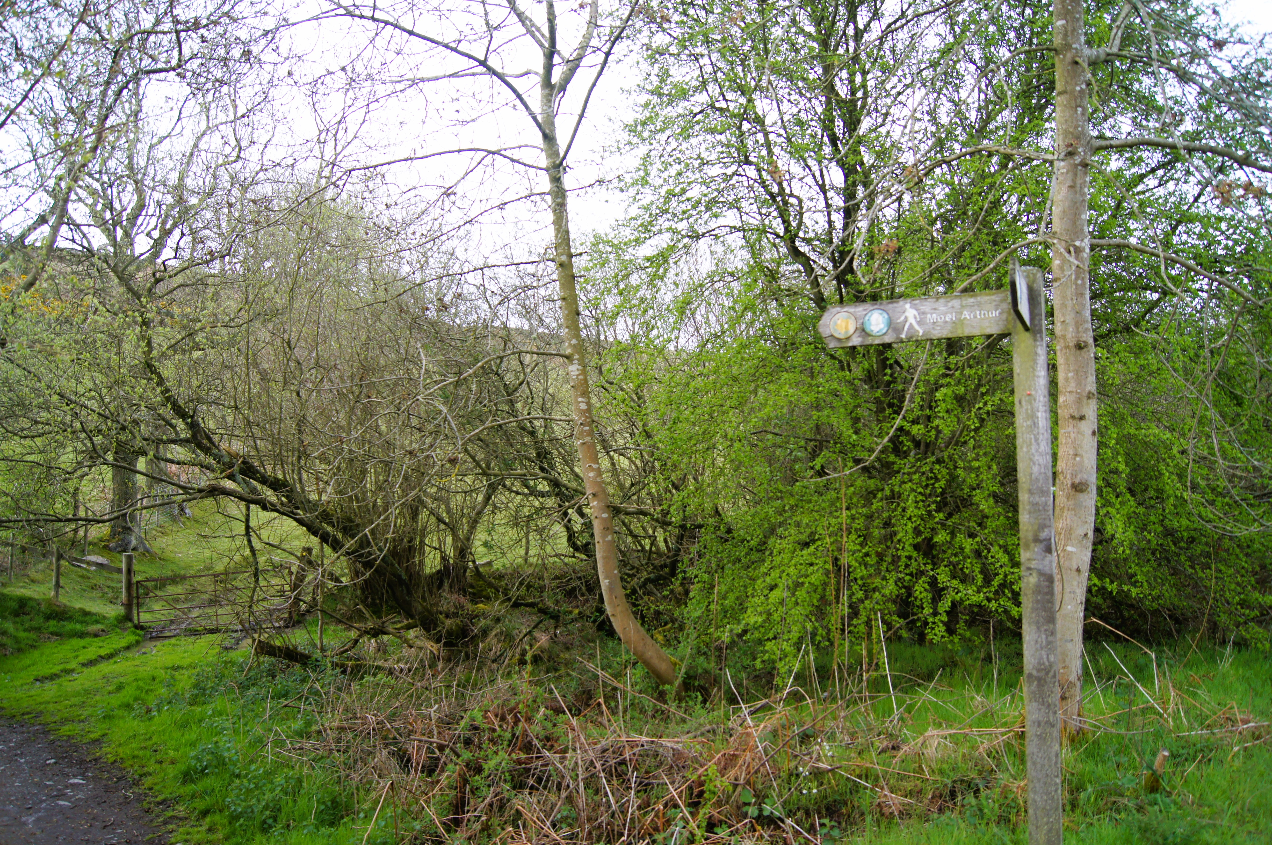 Setting off from Coed Llangwyfan and Penycloddiau