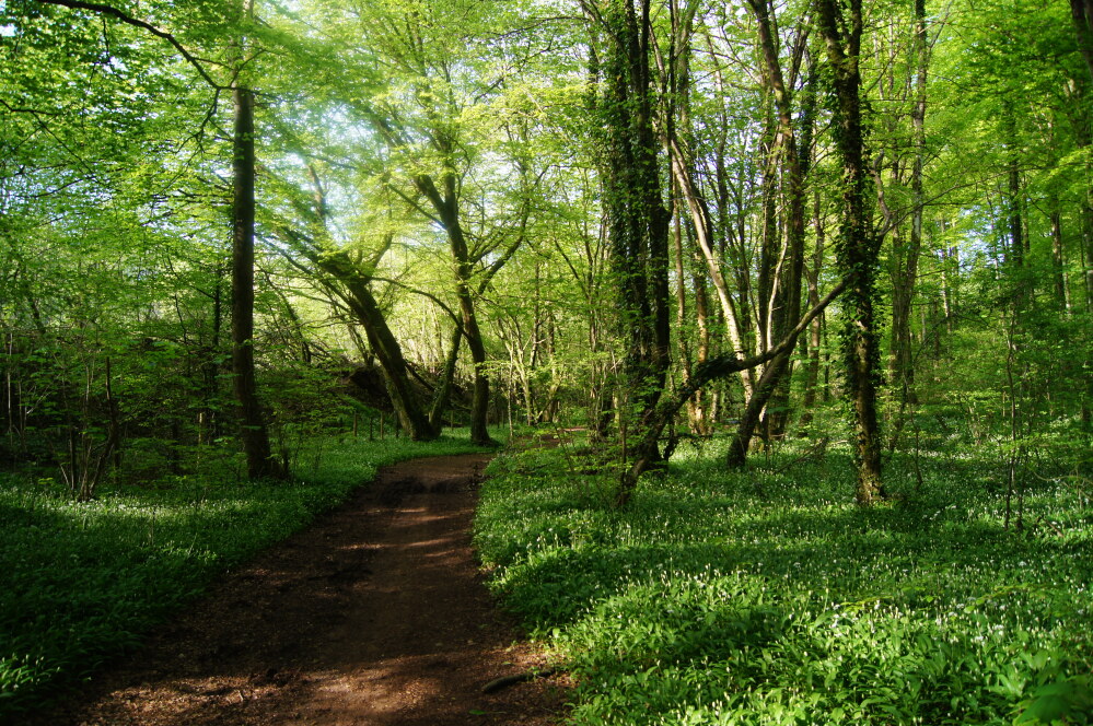 The path in Fforest-fawr