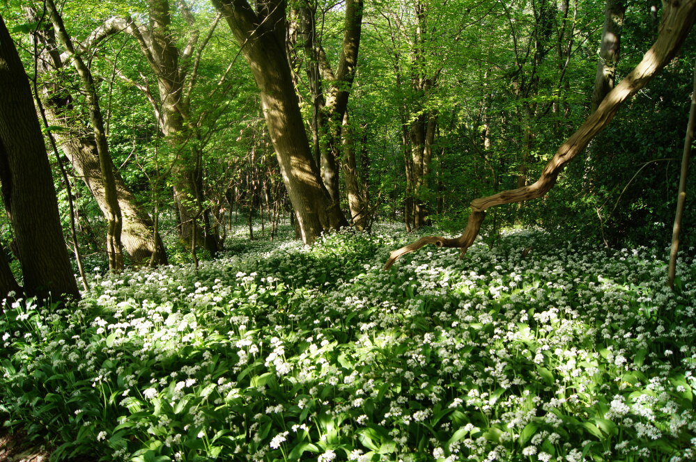 Blossoming wild garlic in Fforest-fawr