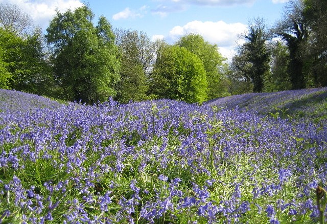 Bluebells at Coed y Bwnydd hillfort