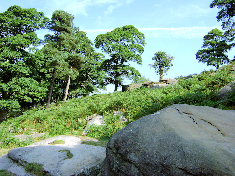 Woodland in the Longshaw Estate