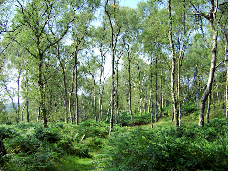 Bolehill Wood is another beautiful place