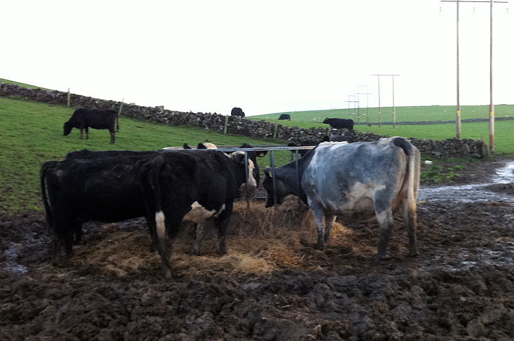 Friendly faces on the way to Long Dale