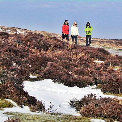 Stunning beauty on the moors