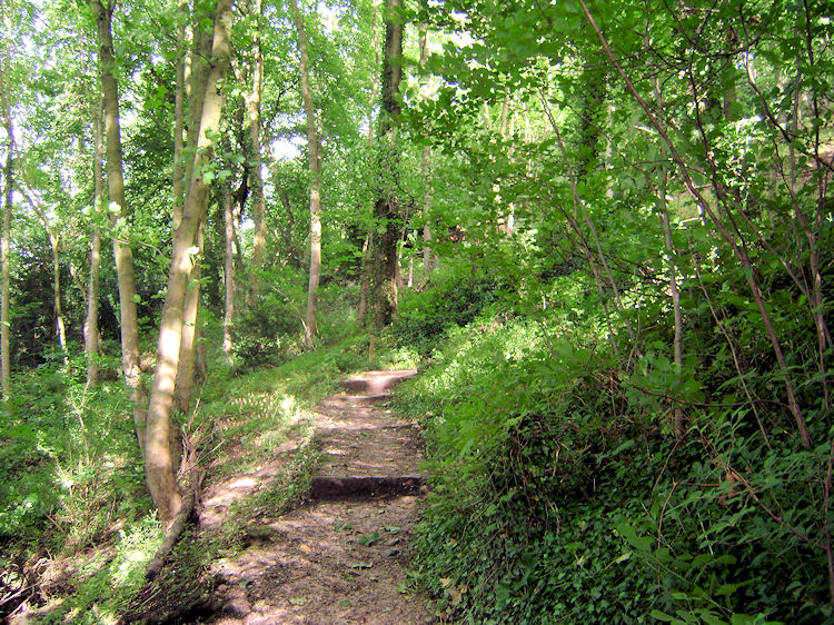 Woodland leading up to High Tor