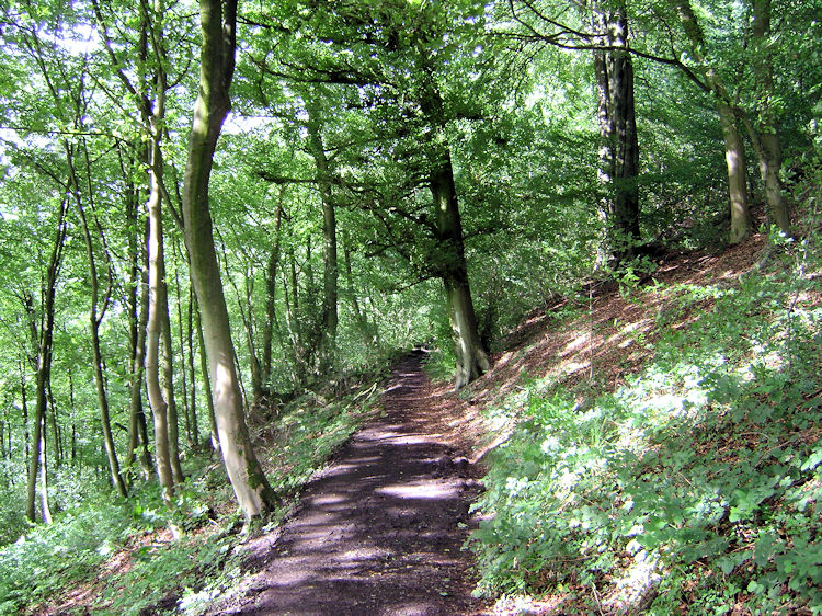 Woodland near the Heights of Abraham