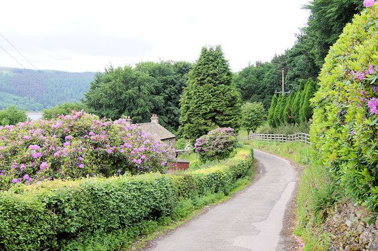 Rhododendron colour in Ashopton