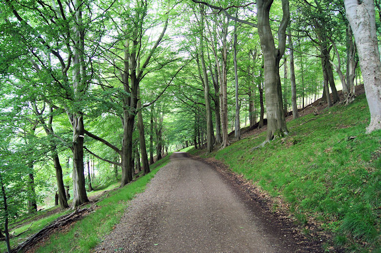 The woodland path beside Ladybower Reservoir