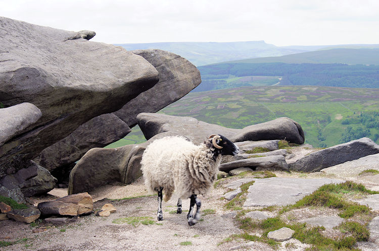 Local resident on White Tor