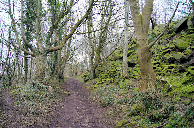 Barton Hill Wood