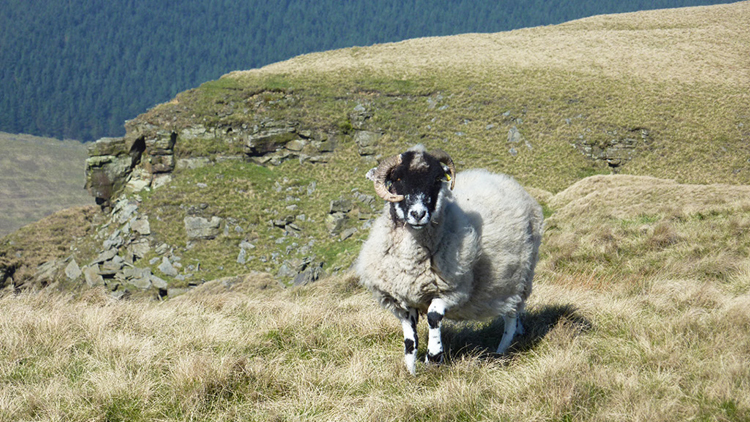 Sentinel of Alport Castles