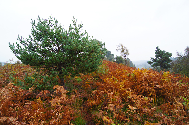 Reddicar Clough