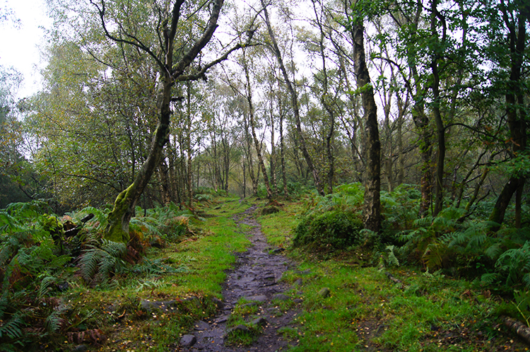 Fox Hagg Nature Reserve