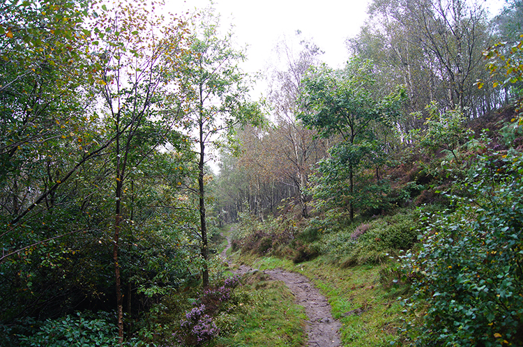 Blackbrook Wood