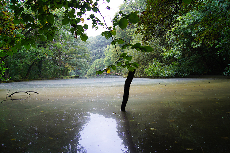 Rivelin mill pond