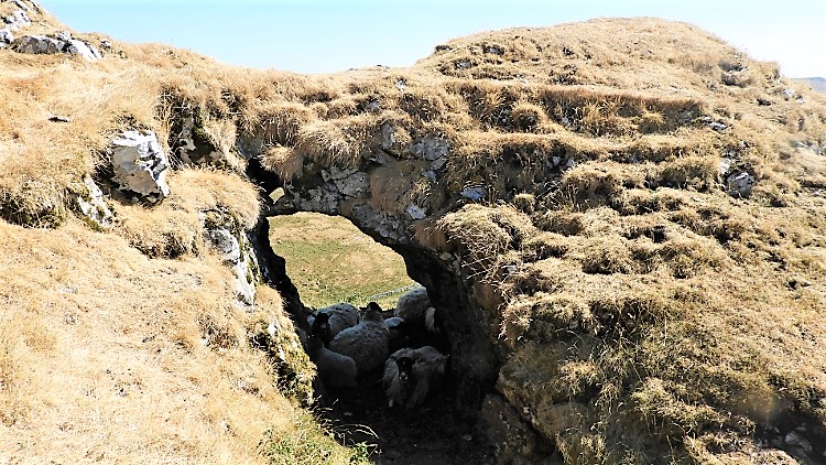 Sheep sheltering from the sweltering heat