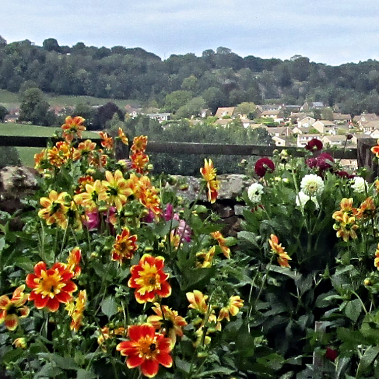 Dahlias above Wirksworth