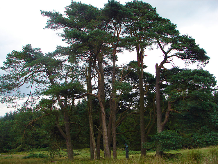 Spectacular Pine Trees