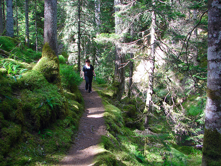 Walking through the woods