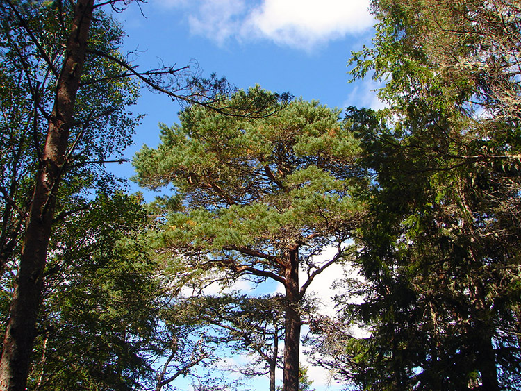 The tree canopy