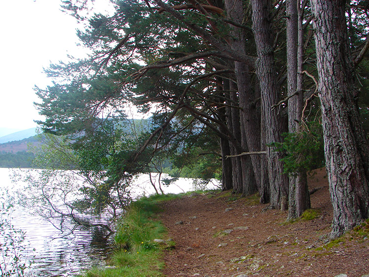 Trees stand to attention at the loch edge