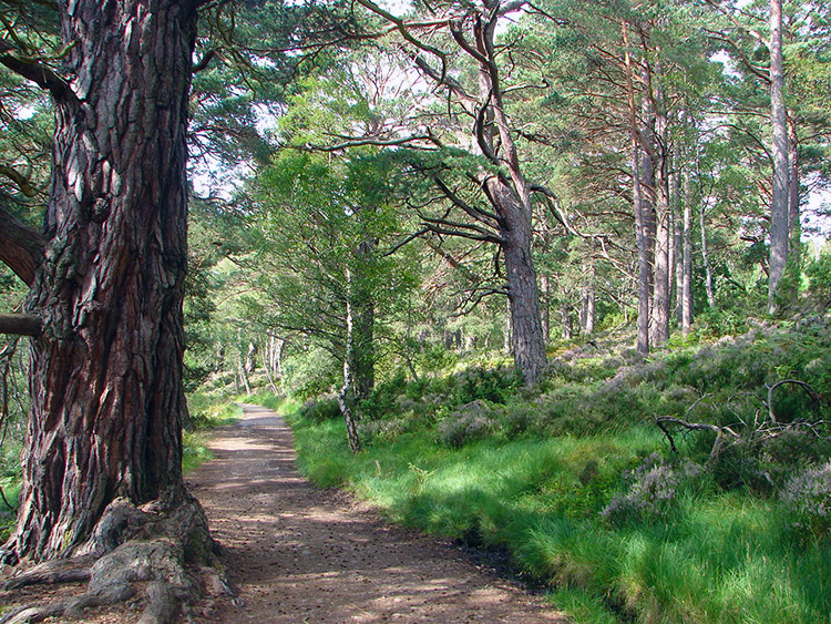 Woodland surrounds the loch