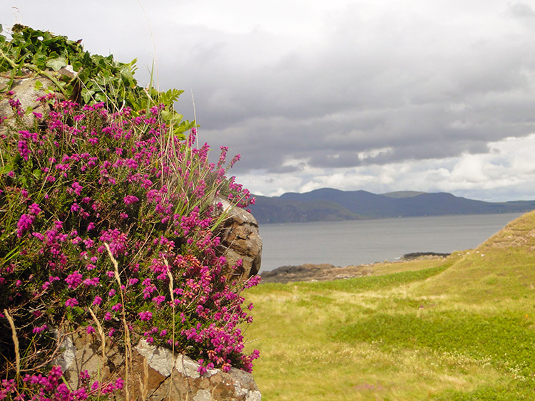 Wild flowers on Dun Ara