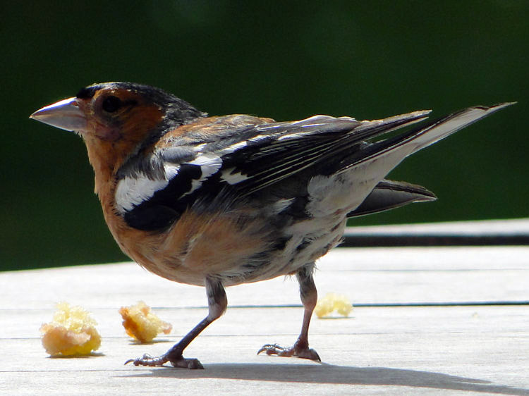 A Chaffinch at Glengorm Castle enjoys a treat