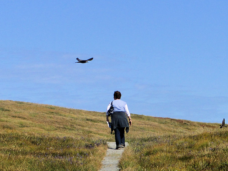 Lil gains the attention of Great Skua