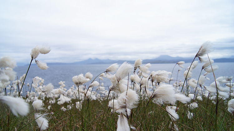 Cotton Grass was widespread