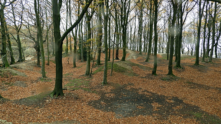 Hoober Stand Wood