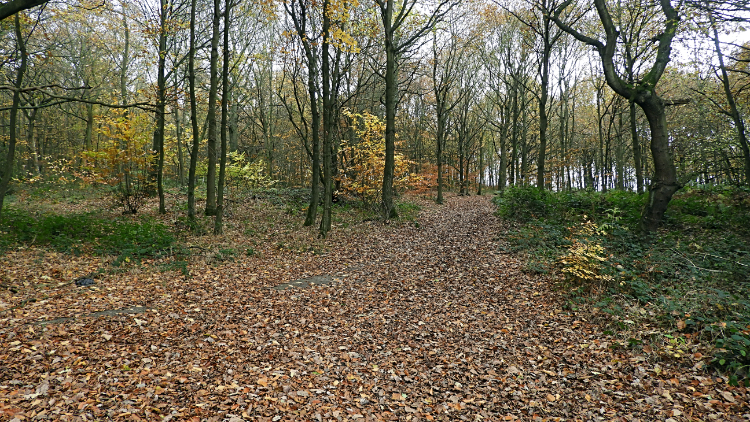 King's Wood, Elsecar